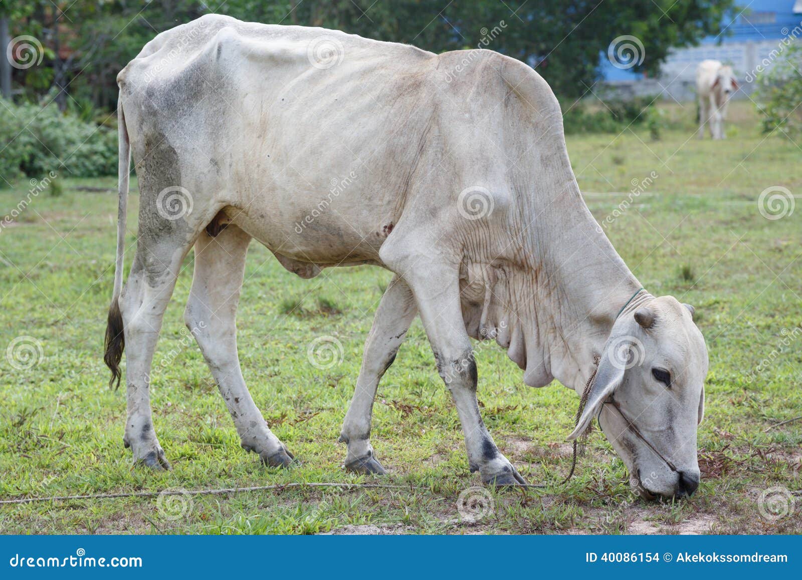 Thai Cows in Field at Thailand Stock Photo Image of culture, farming