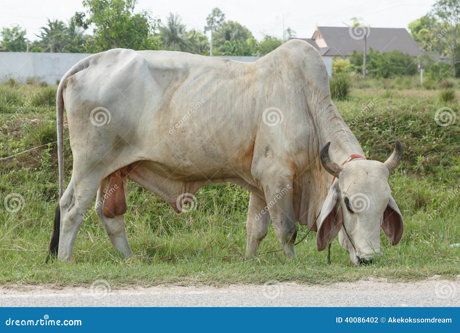 Thai Cows in Field at Thailand Stock Photo Image of green, local