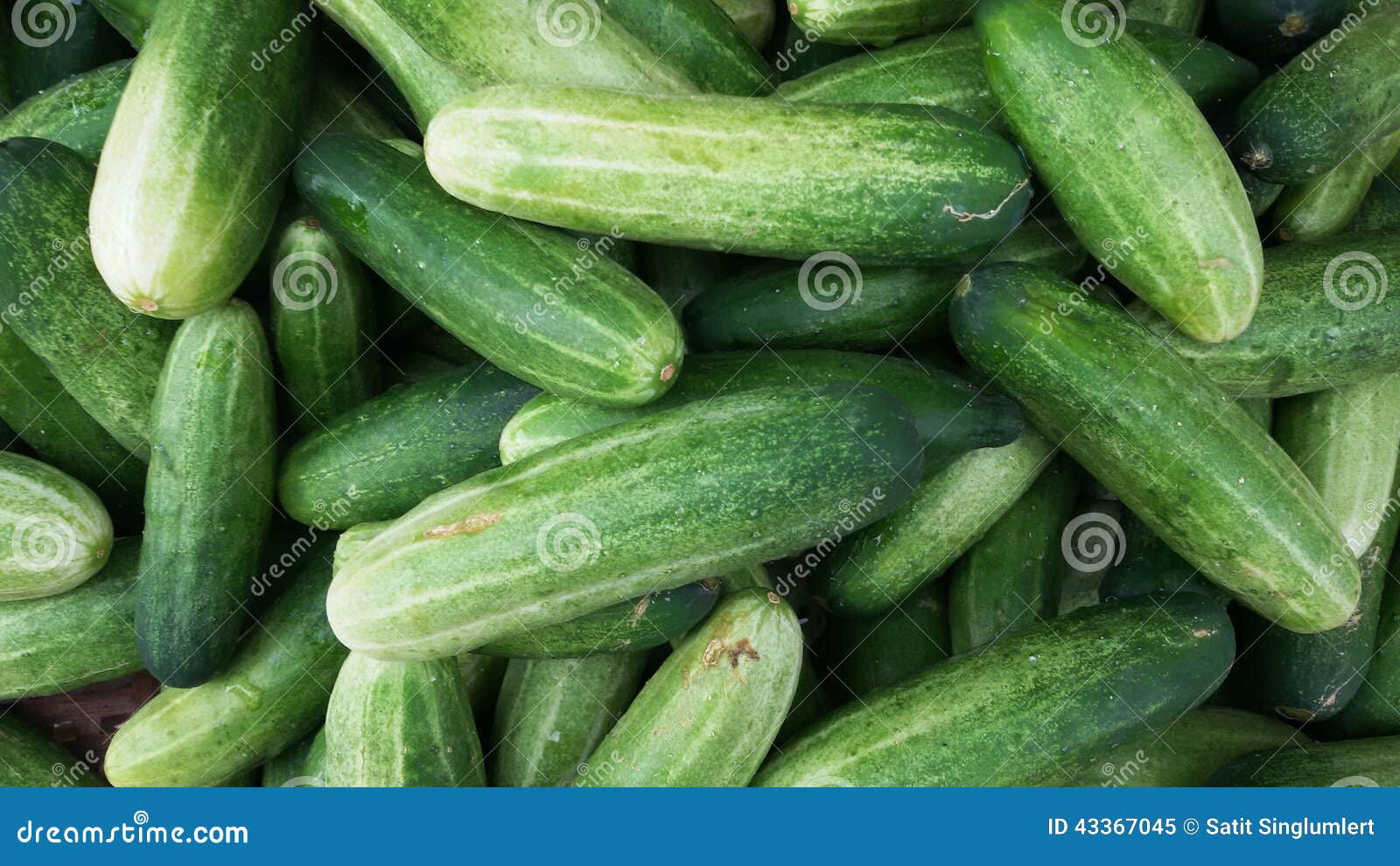 Thai cucumber stock image. Image of high, fiber, thai 43367045