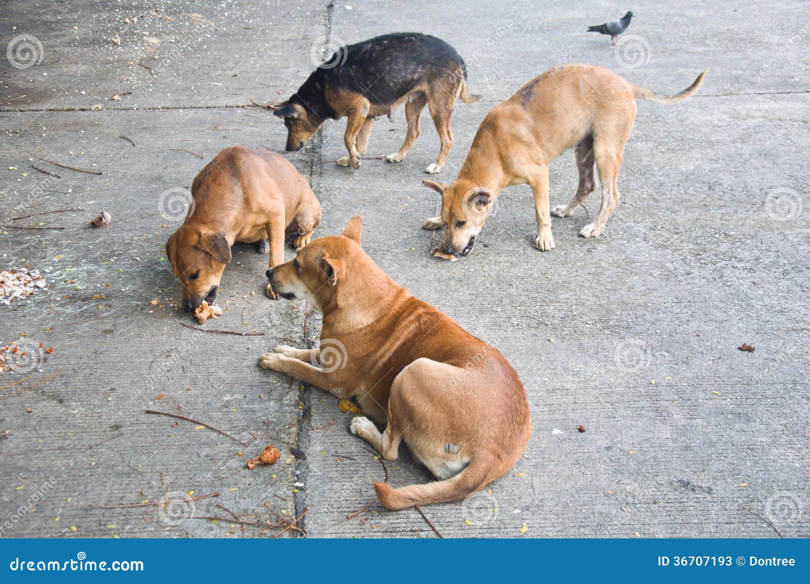 Thai dog stock image. Image of thailand, friend, purebred 36707193