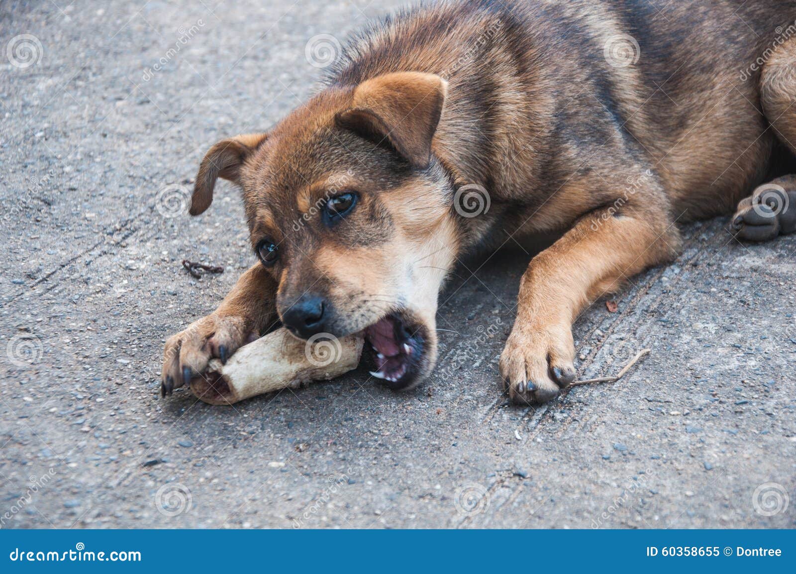 Thai dog eating stock image. Image of lonely, brown, outdoor 60358655