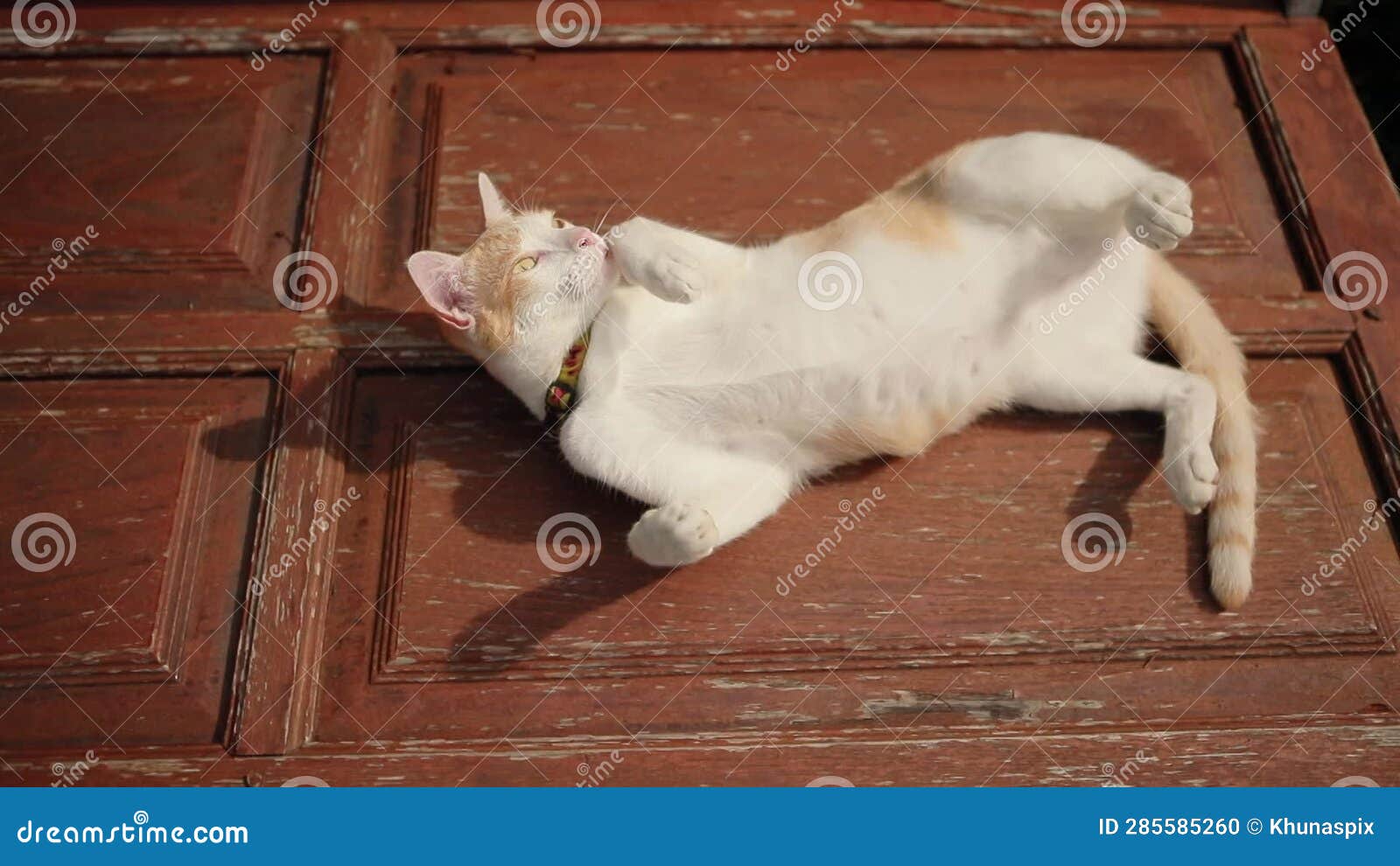 Thai Domestic Cat Lying on Wood Floor with Relaxing Post Stock Footage