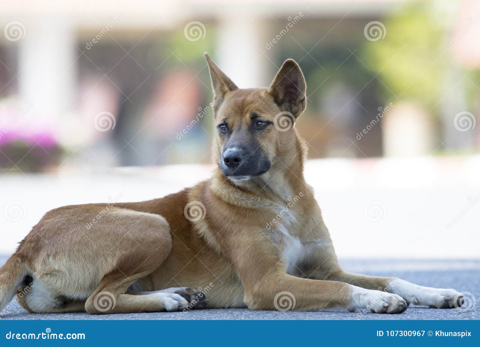thai domestic dog lying on asphalt street