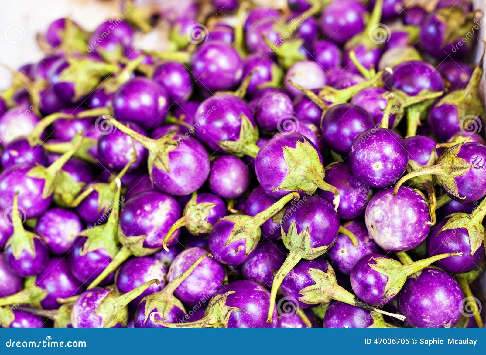 Thai eggplant aubergine stock image. Image of fruit, culinary 47006705