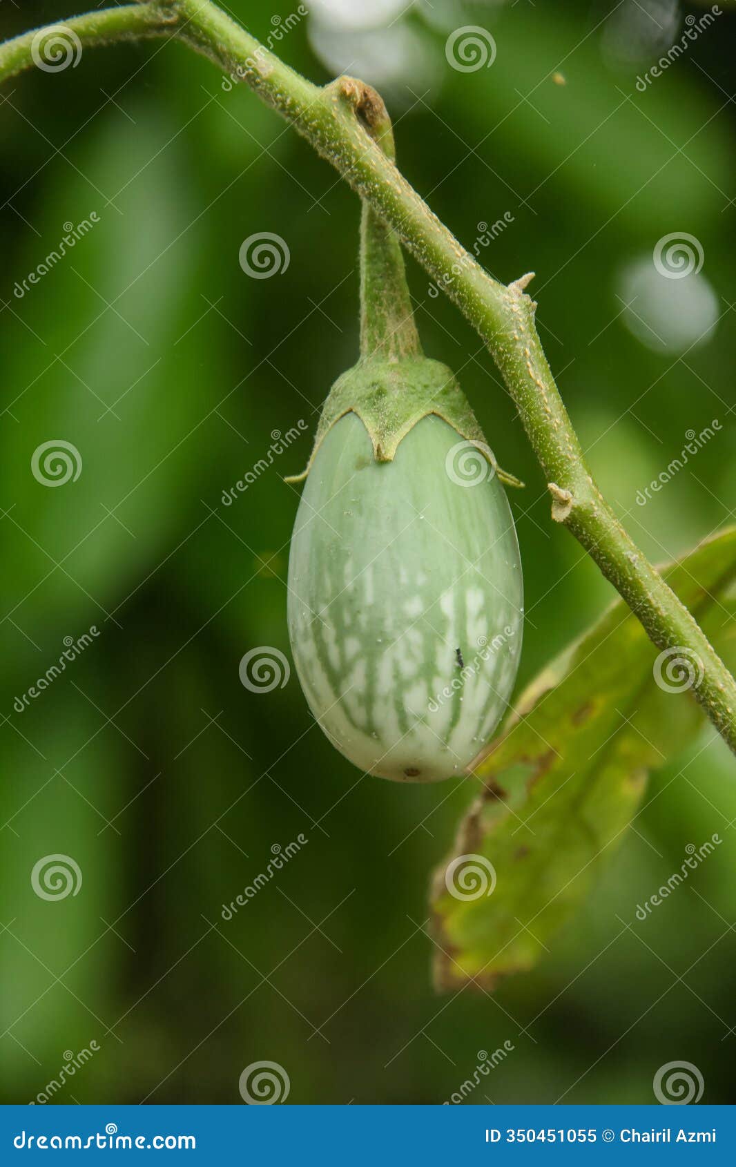 thai eggplant or solanum melongena, thai eggplant, short and round eggplant, thai eggplant which is still on the tree