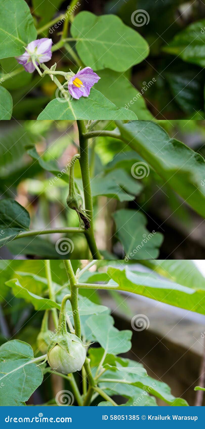 Thai Eggplant stock image. Image of food, agriculture 58051385