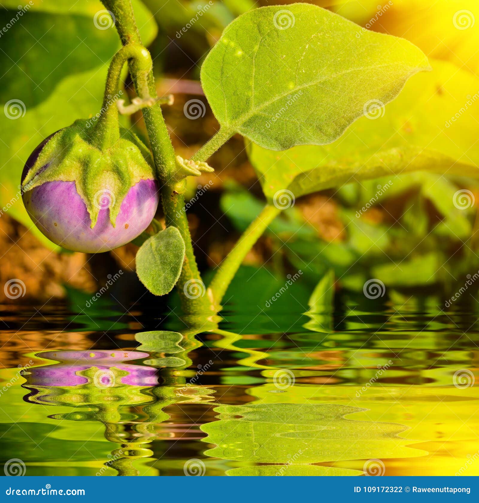 Thai Eggplant on tree stock photo. Image of natural 109172322
