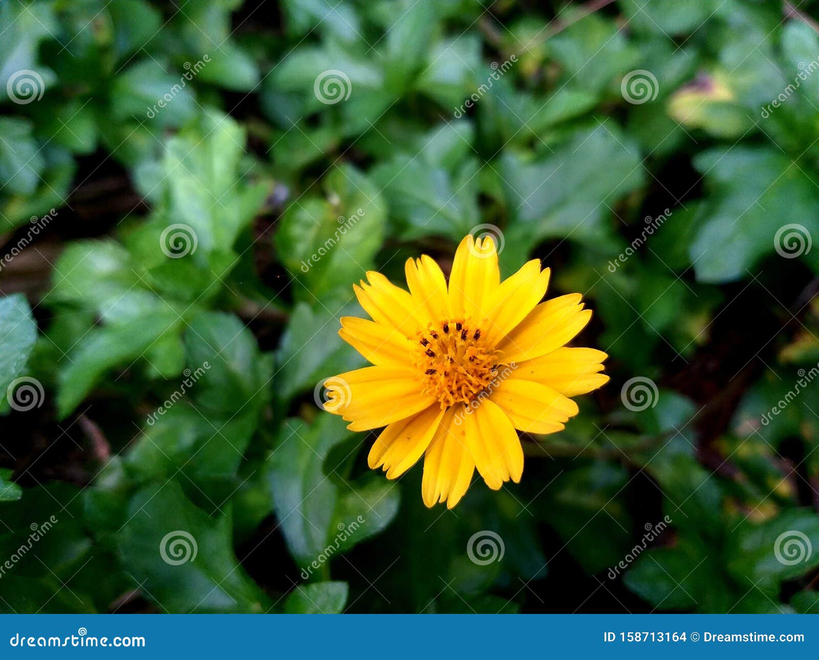 Thai Flower Pink White Yellow Green Leaves Refreshing Flowers Flower Tree Paradise Lotus Stone Courtyard Sunflower Grass Flowers L Stock Photo Image Of Grass Food 158713164