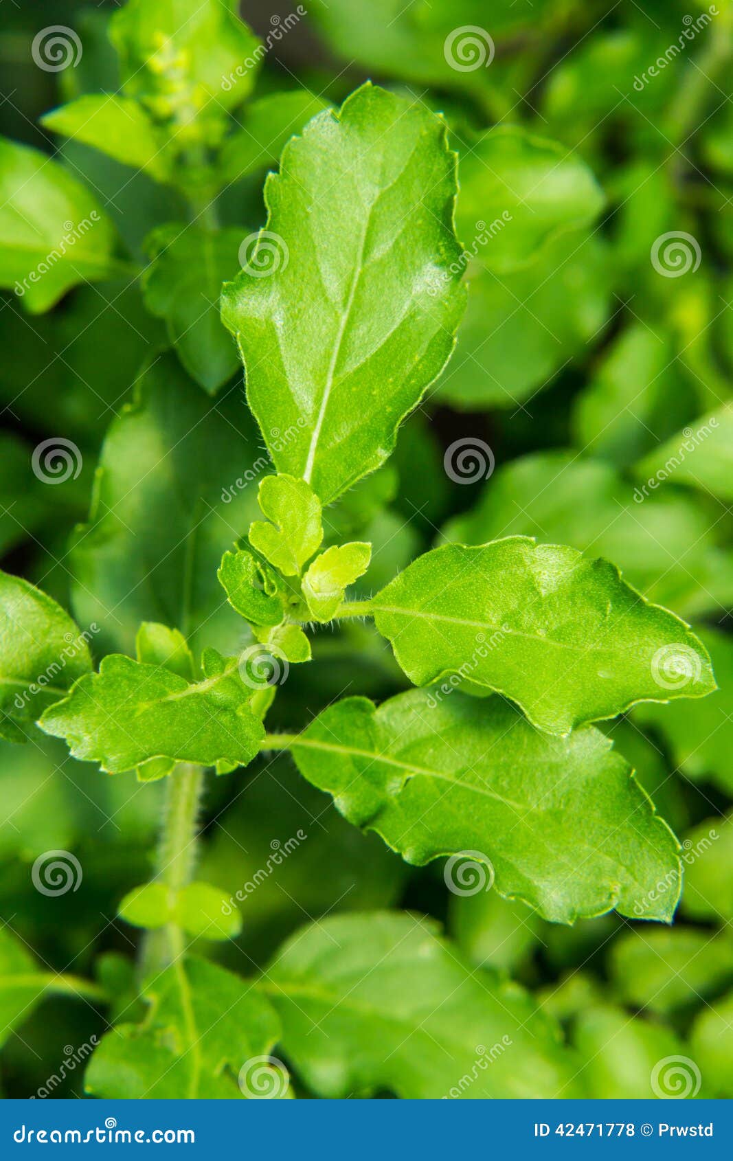 Thai Holy Basil Ocimum Sanctum, Top View, Paths RoyaltyFree Stock