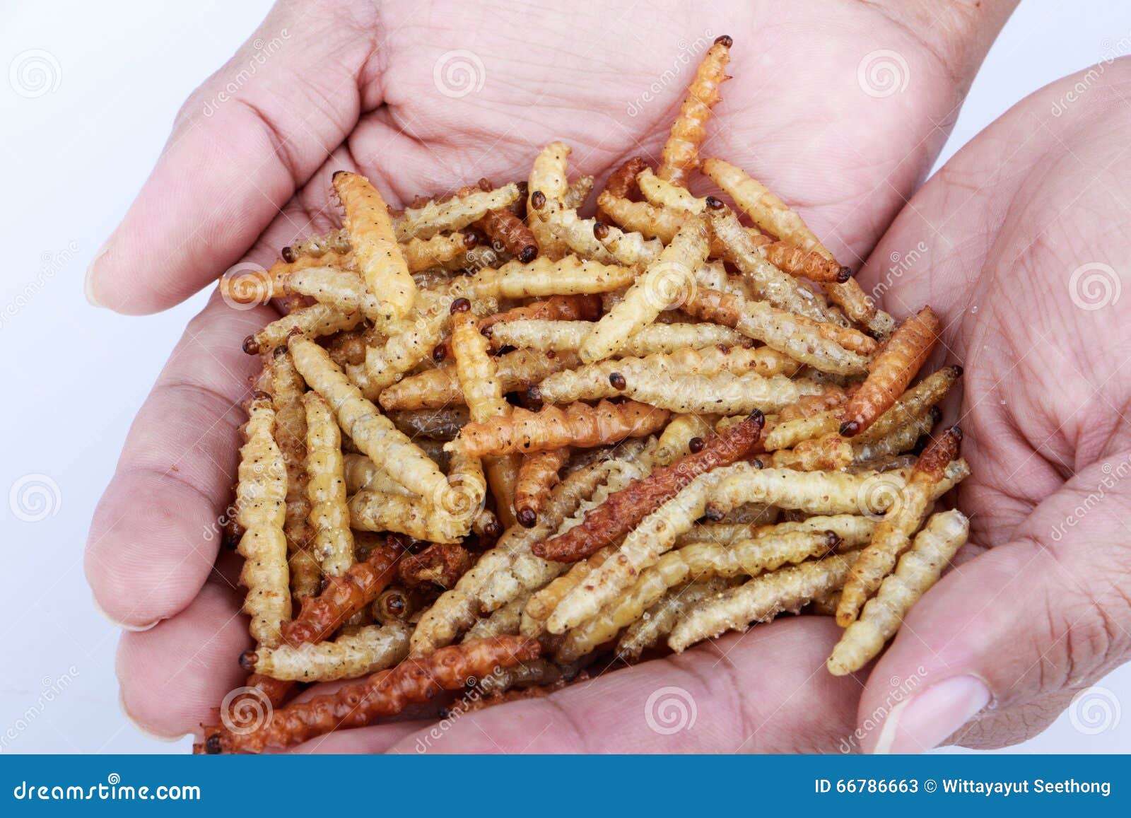 Thai Insects, Fried Insects Mealworms for Snack. Stock Image Image of
