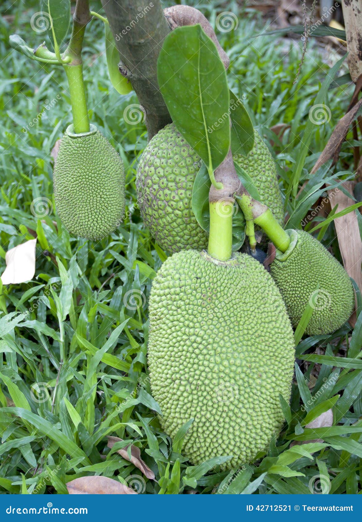 Thai Jackfruit on the Tree. Stock Image Image of closeup, blossom