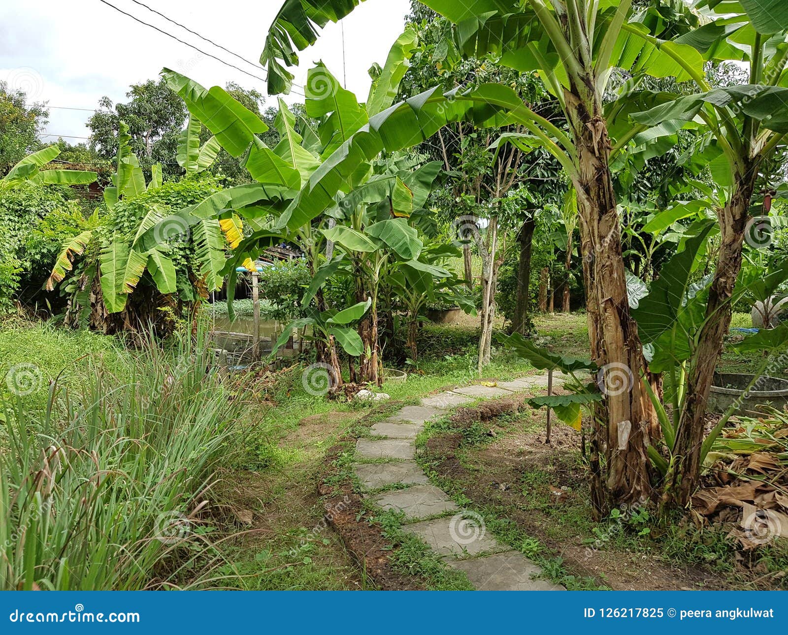Thai kitchen garden stock image. Image of kitchen, backyard 126217825