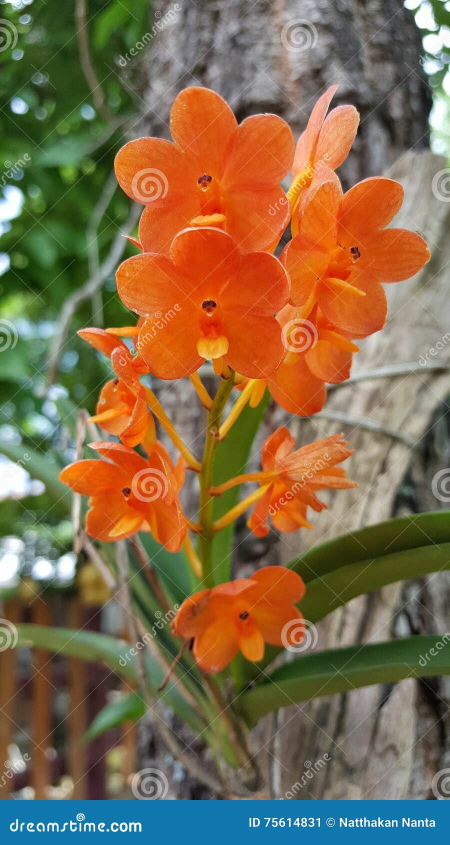 Thai orange orchid stock image. Image of color, orange 75614831