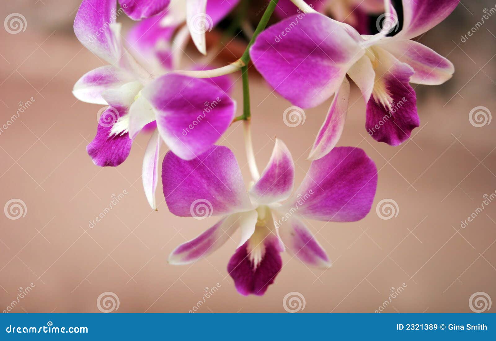 Thai orchids stock image. Image of elegant, flower, bright - 2321389