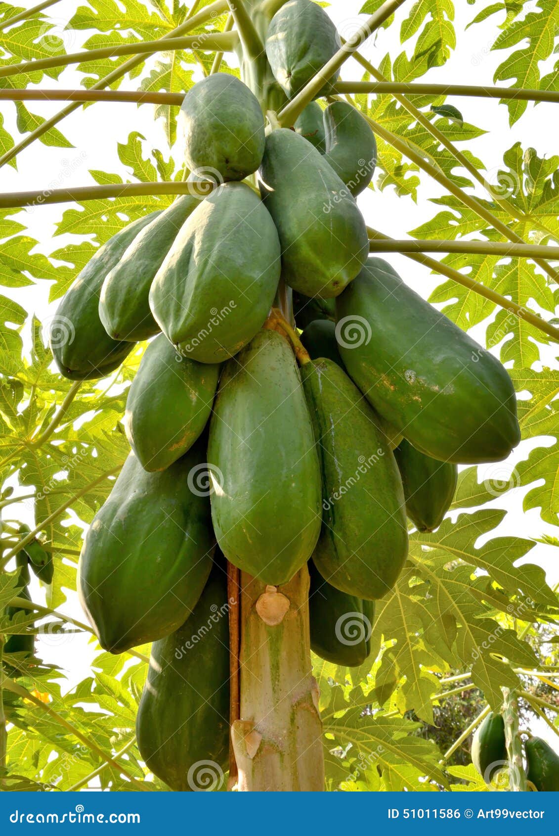 Thai Papaya Stock Photo Image Of Meat Fruit Taken 51011586