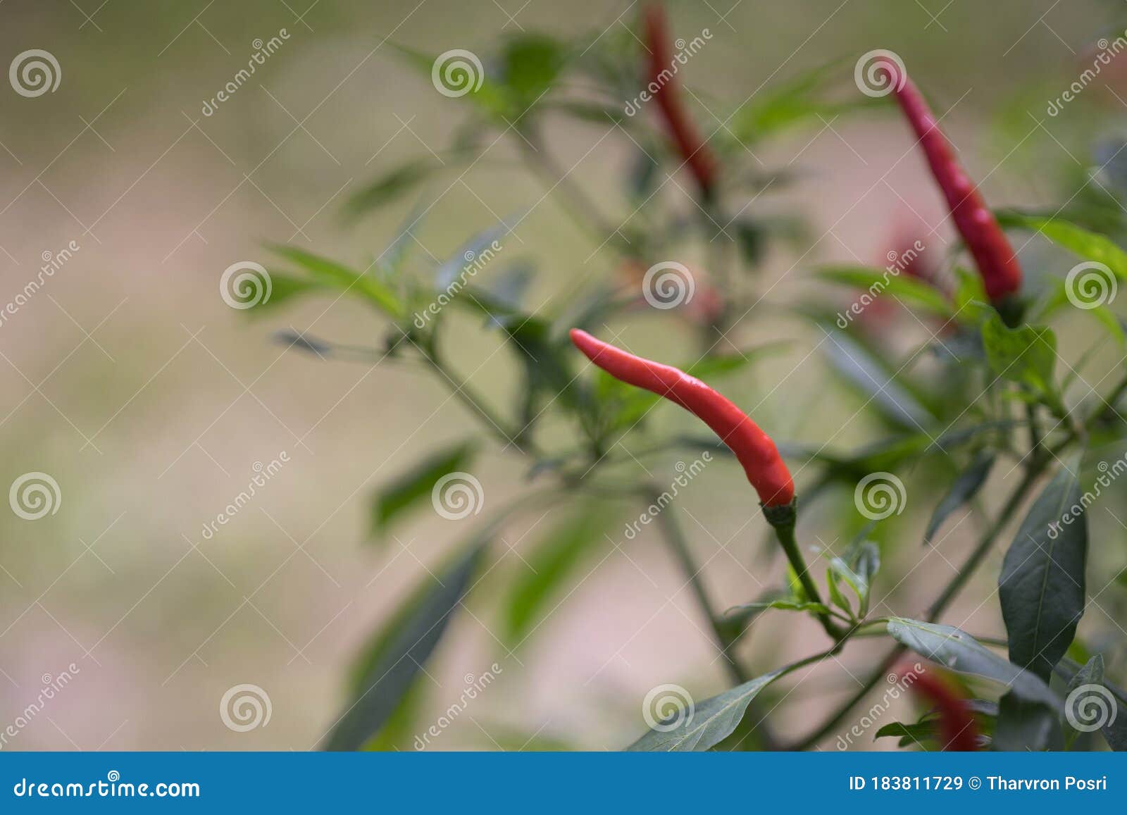 Thai Paprika on Tree with Green Leaf Stock Image Image of ingredient, harvest 183811729