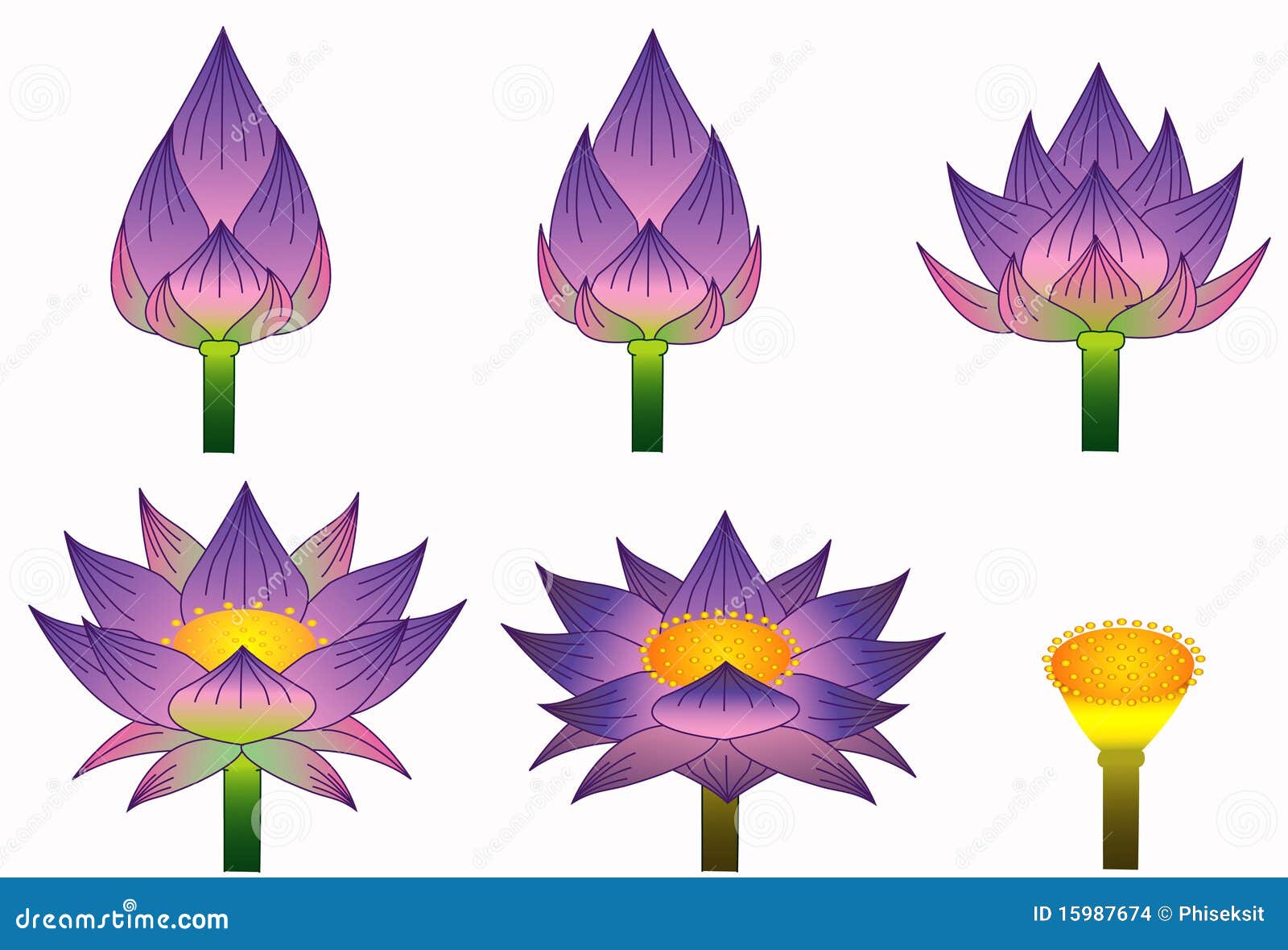 Purple Lotus Flower Logo Vector Image Illustration Graphic Design