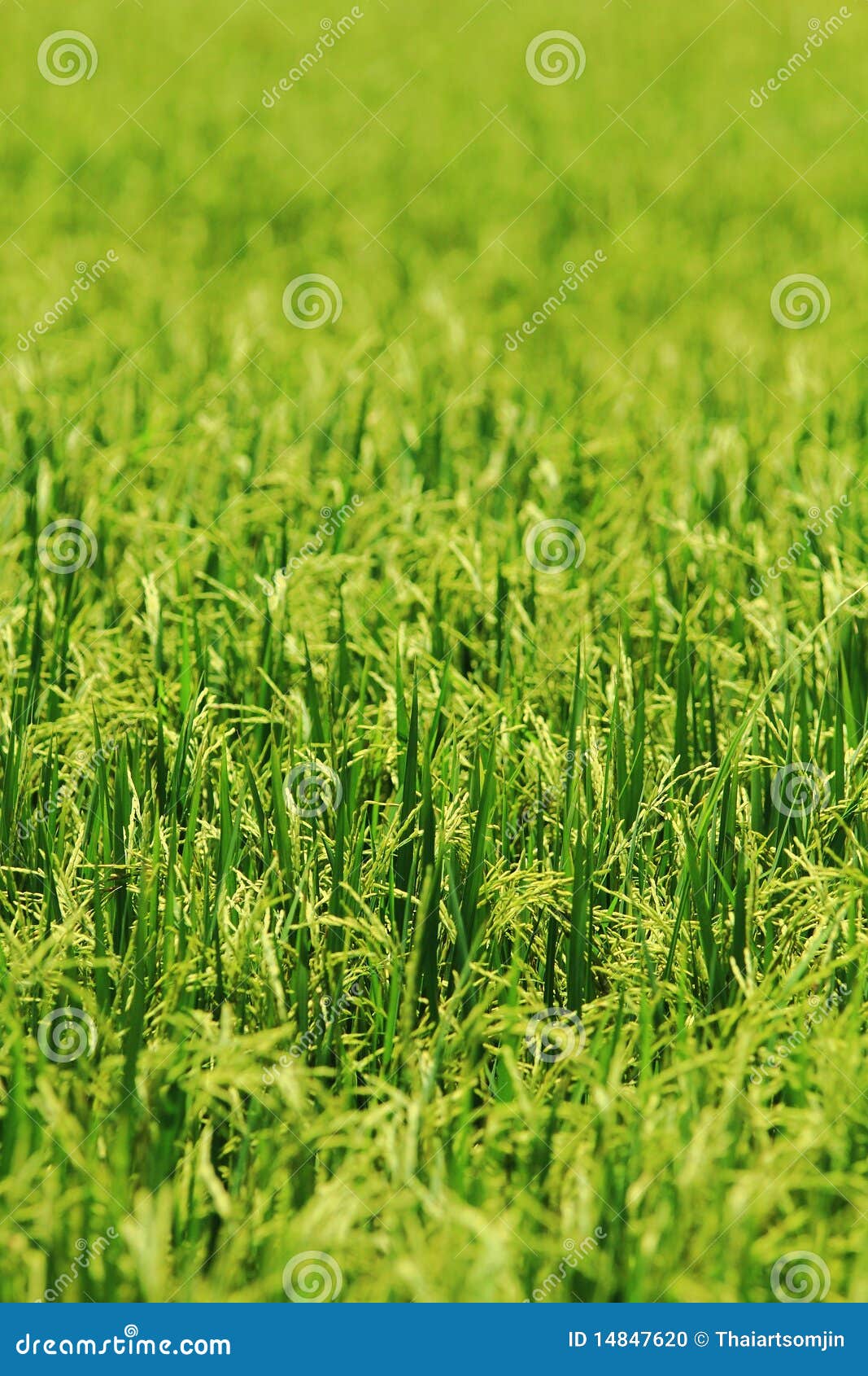 Thai rice field at countryside