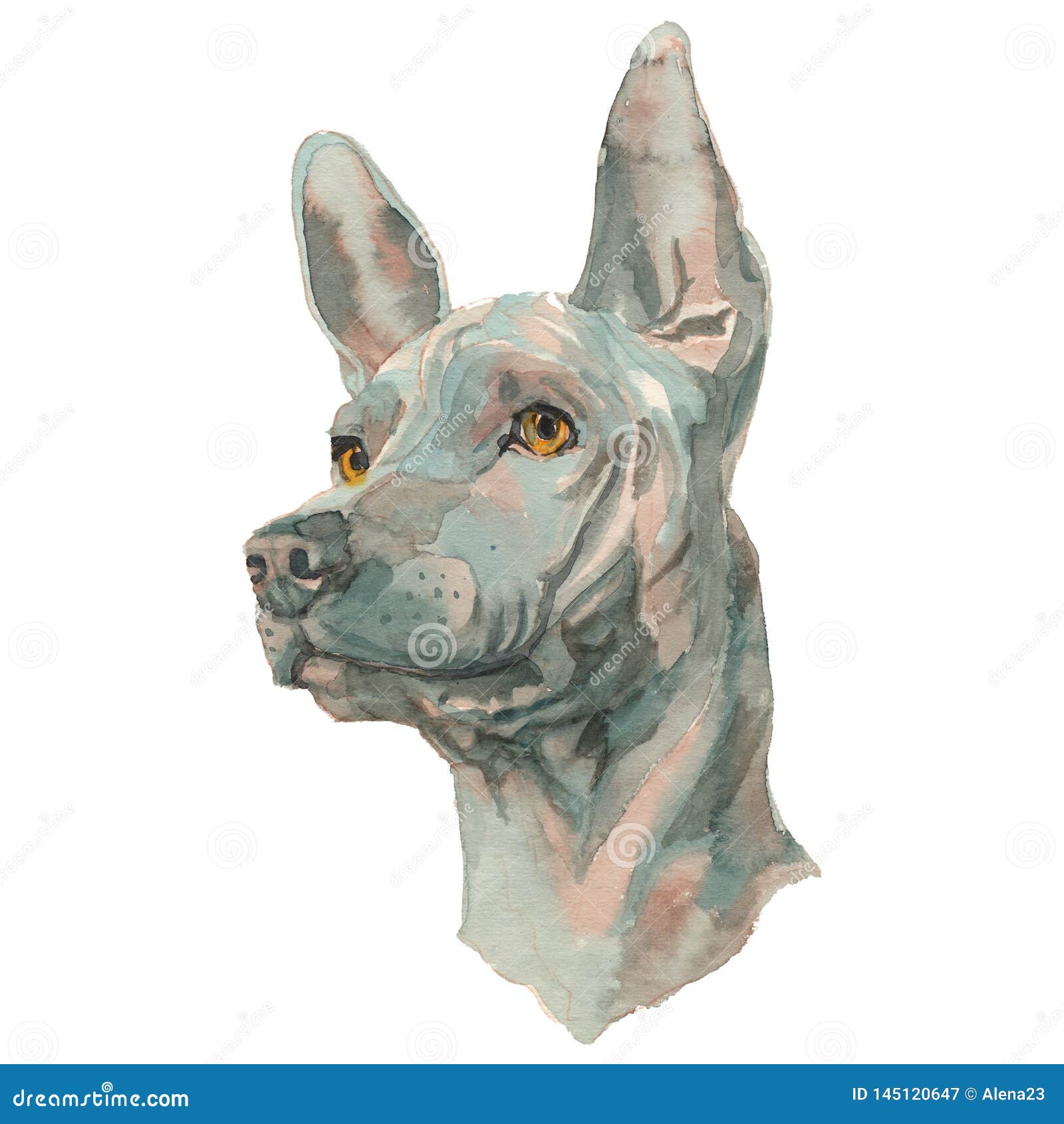 The Thai Ridgeback Watercolor Hand Painted Dog Portrait Stock