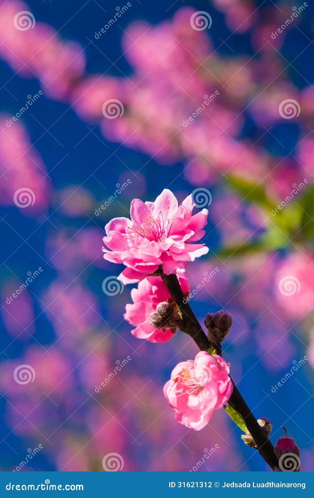 Thai Sakura blooming stock photo. Image of prunus, asia 31621312