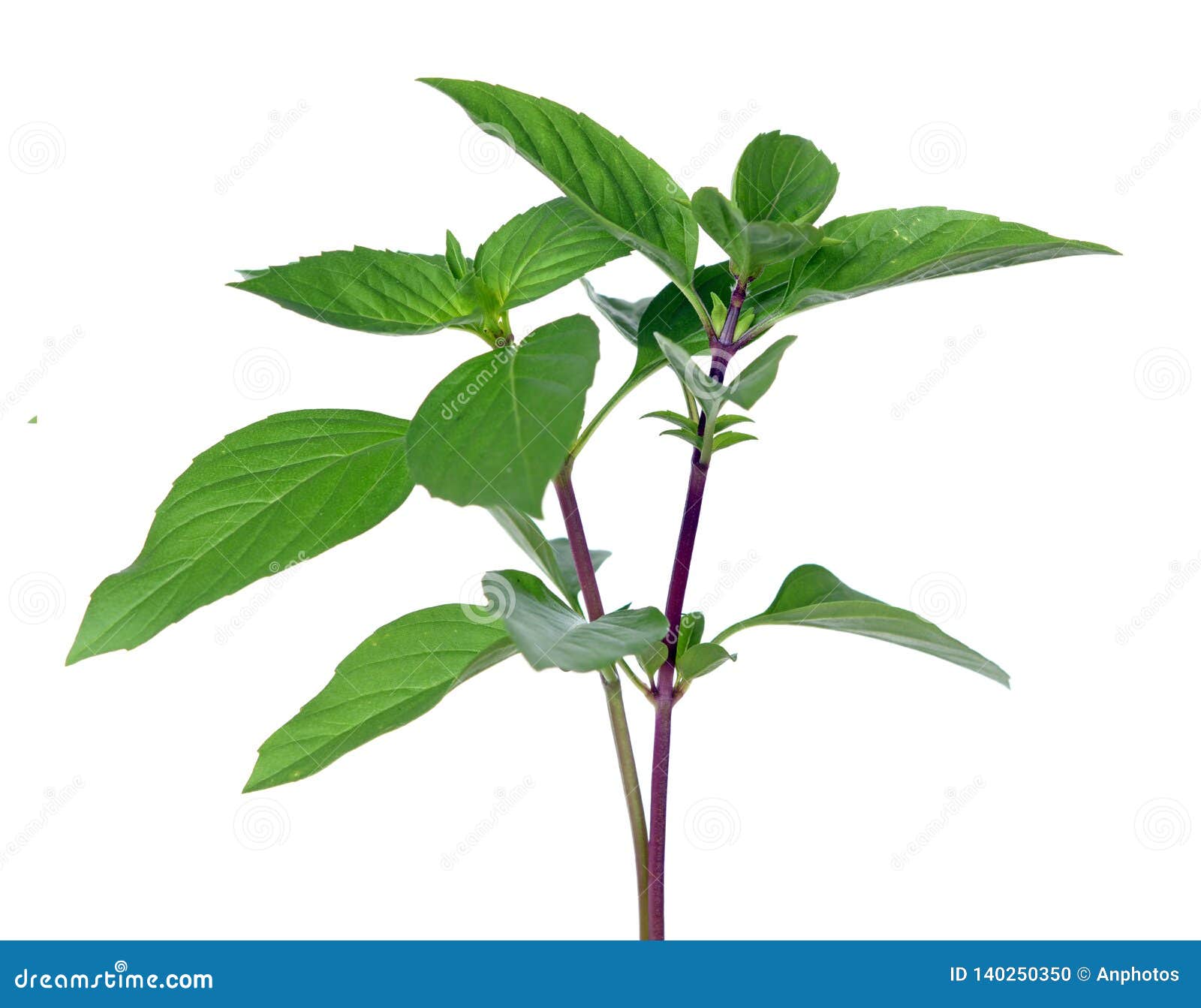 Thai sweet basil stock photo. Image of asian, spice 140250350