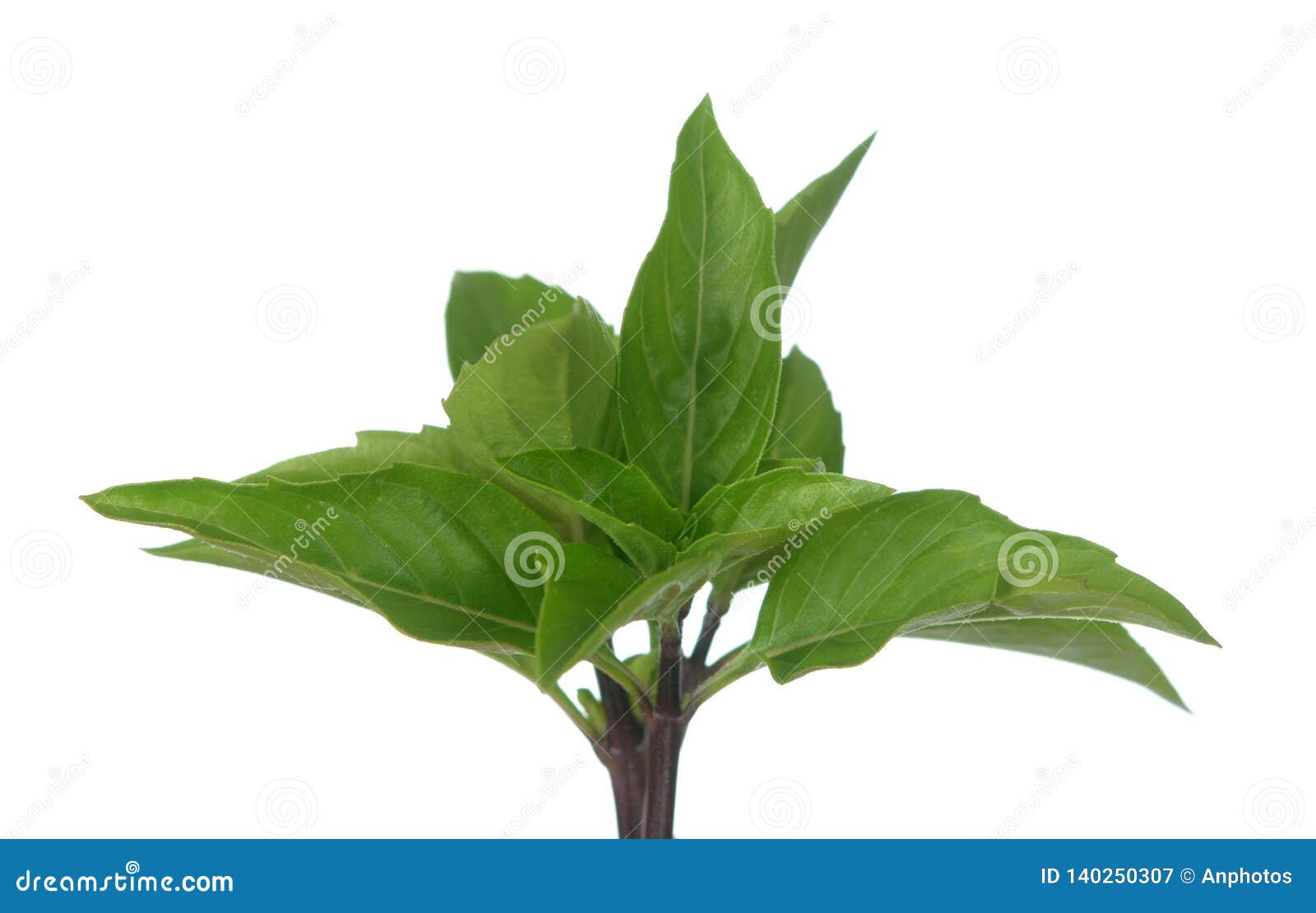 Thai sweet basil stock image. Image of asian, food, garden 140250307