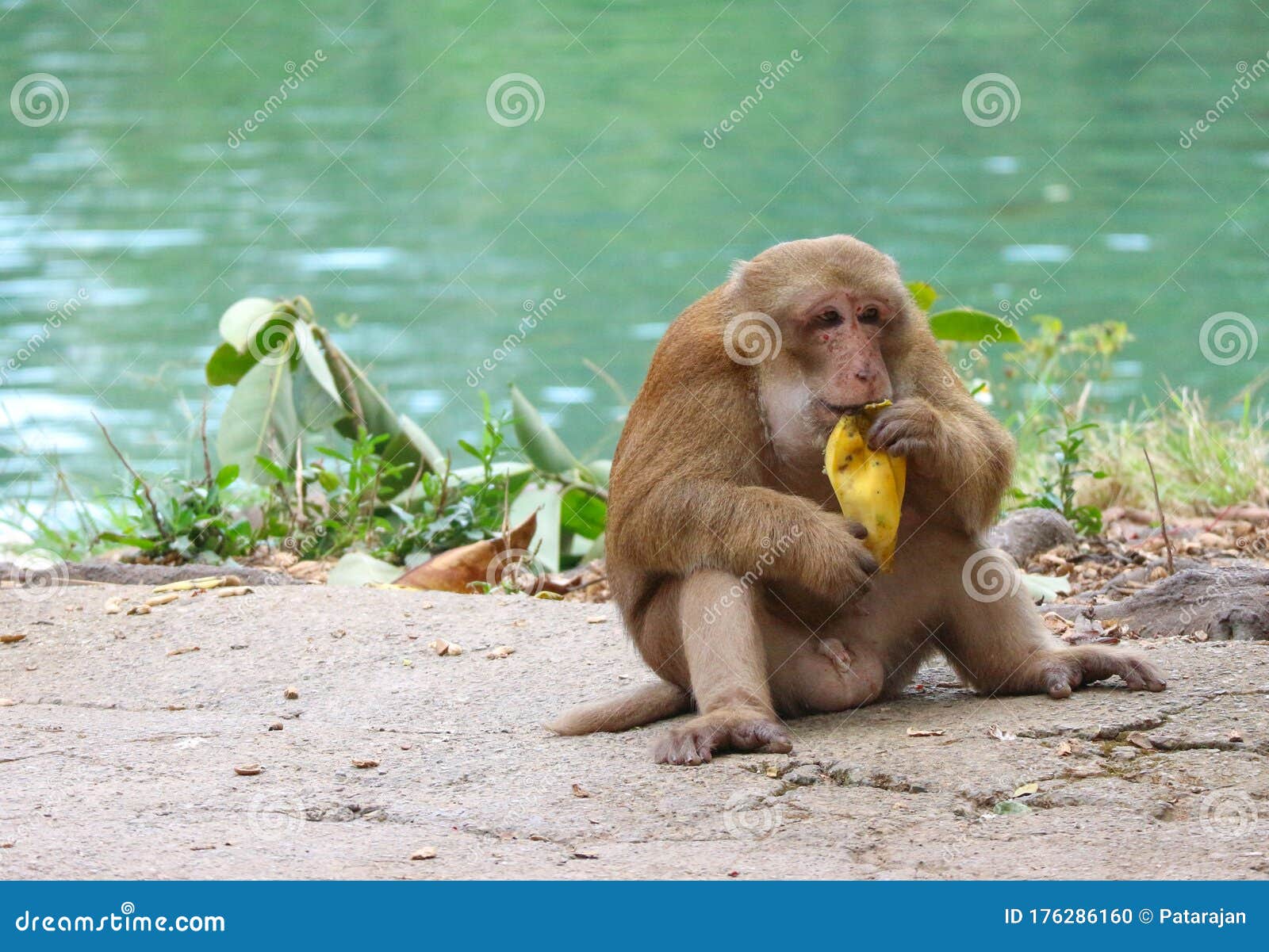 2 445 Monkey Sitting Ground Photos Free Royalty Free Stock Photos From Dreamstime 2 445 Monkey Sitting Ground Photos Free Royalty Free Stock Photos From Dreamstime