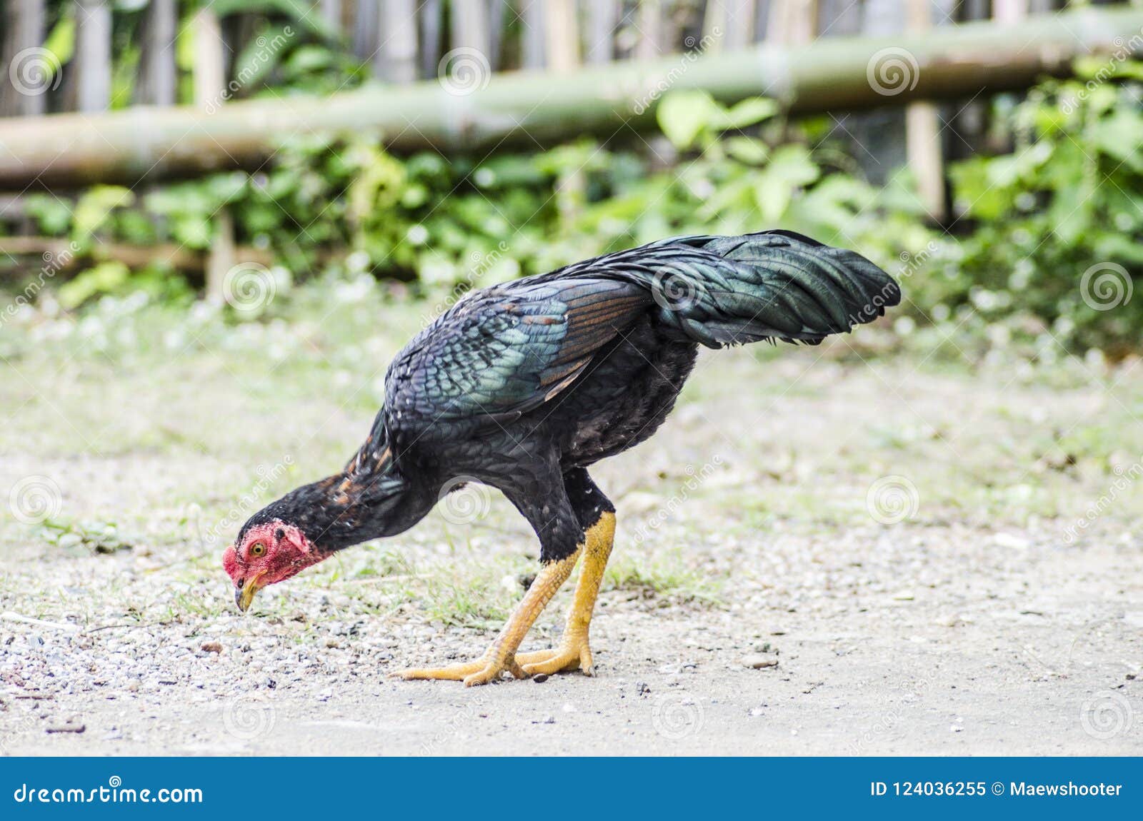 Thailandischer Huhnerkampfer Stockbild Bild Von Hahn Sport 124036255