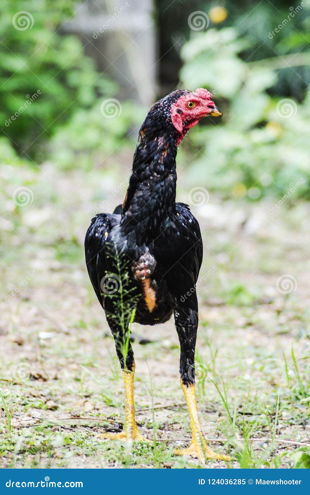 Thailandischer Huhnerkampfer Stockbild Bild Von Field Thailand 124036285