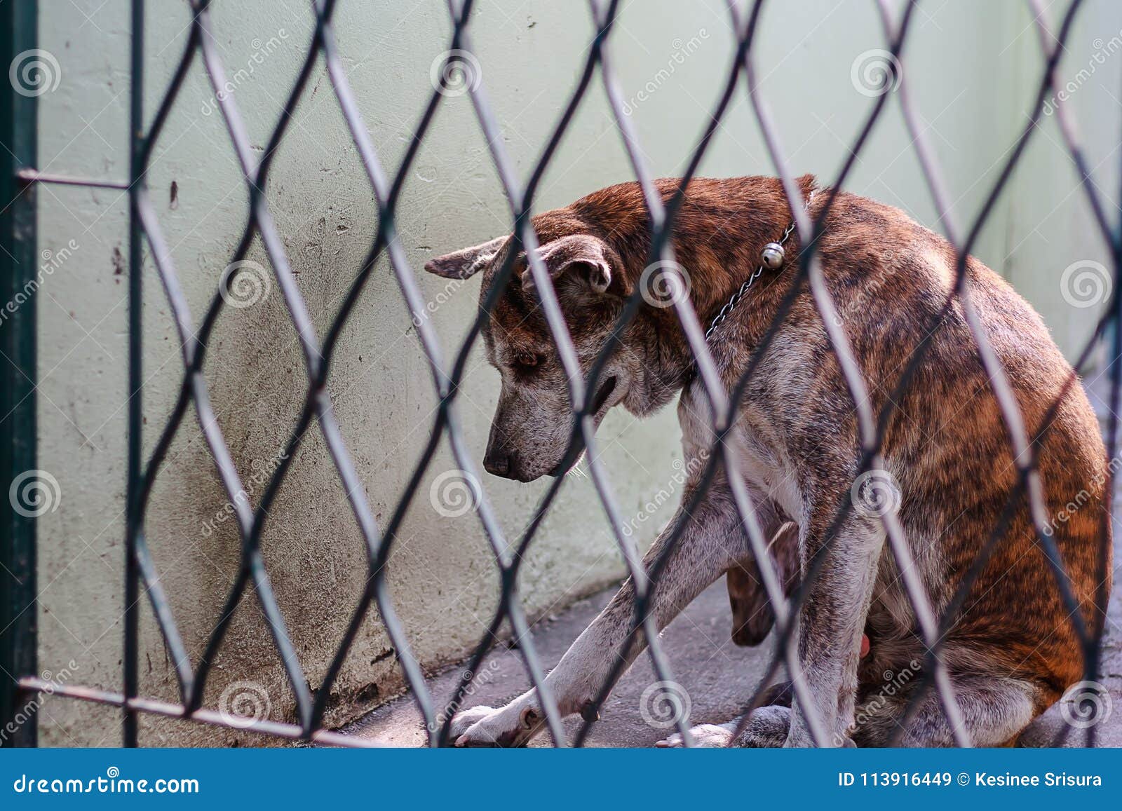 Thailandischer Hund Im Kafig Stockbild Bild Von Kafig Hund