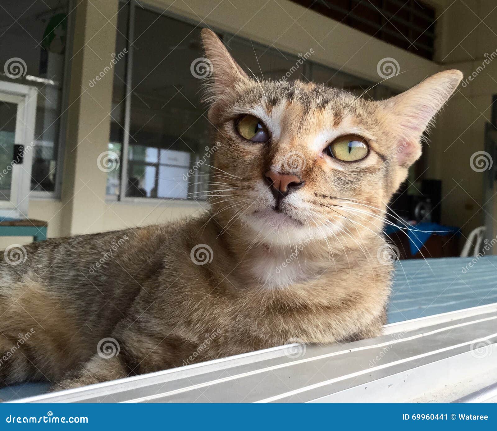 Thailand cat stock image. Image of white, action, nose 69960441