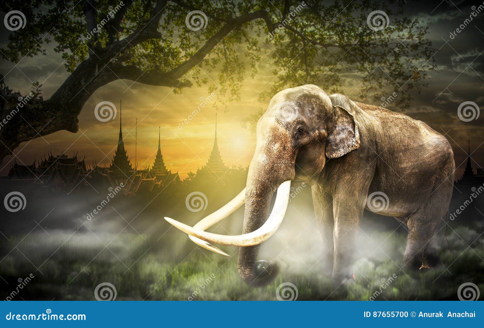 Thailand Elephent stock photo. Image of sunlight, pagoda - 87655700 Thailand Elephent stock photo. Image of sunlight, pagoda - 87655700