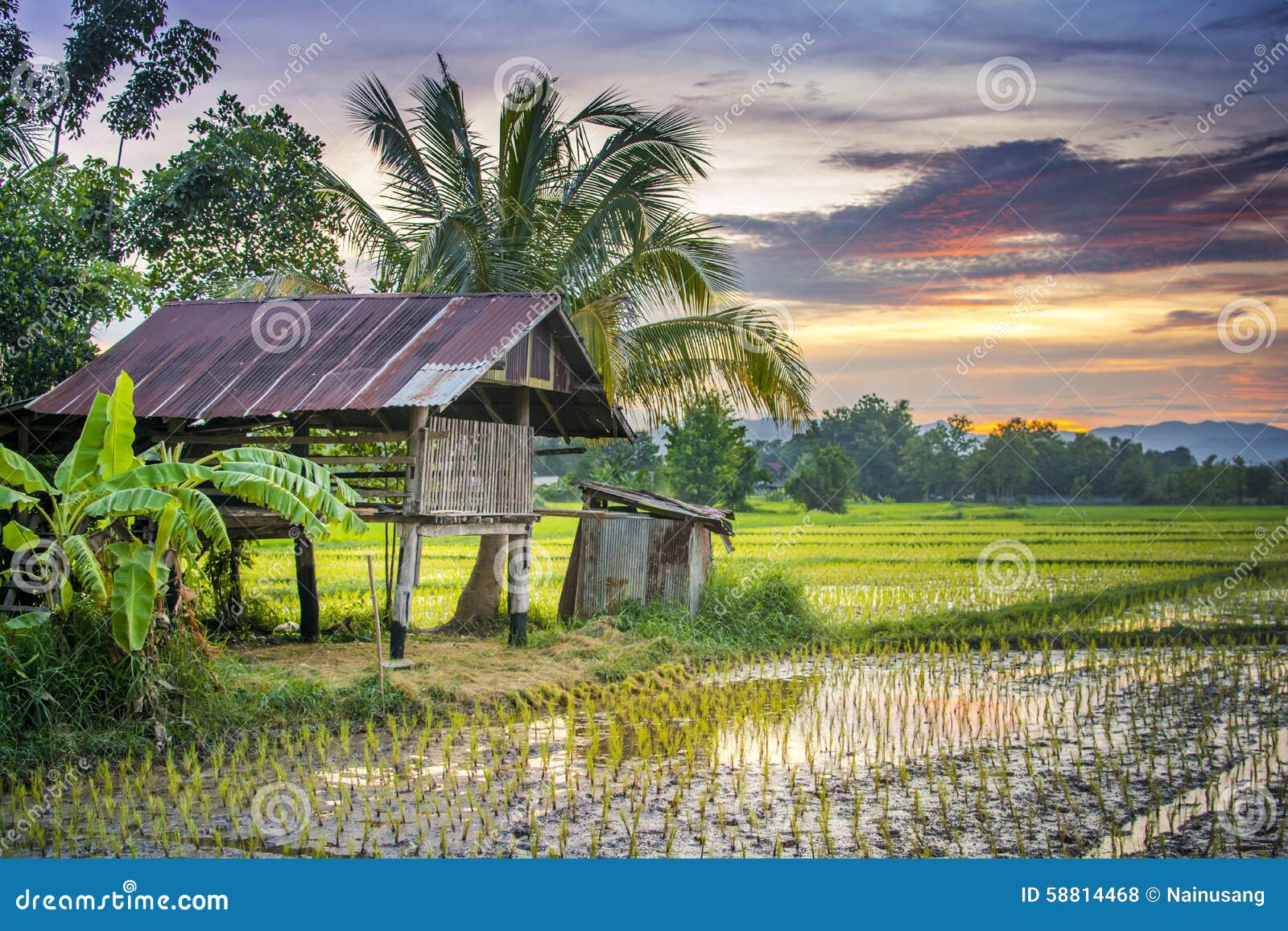 thailand farm