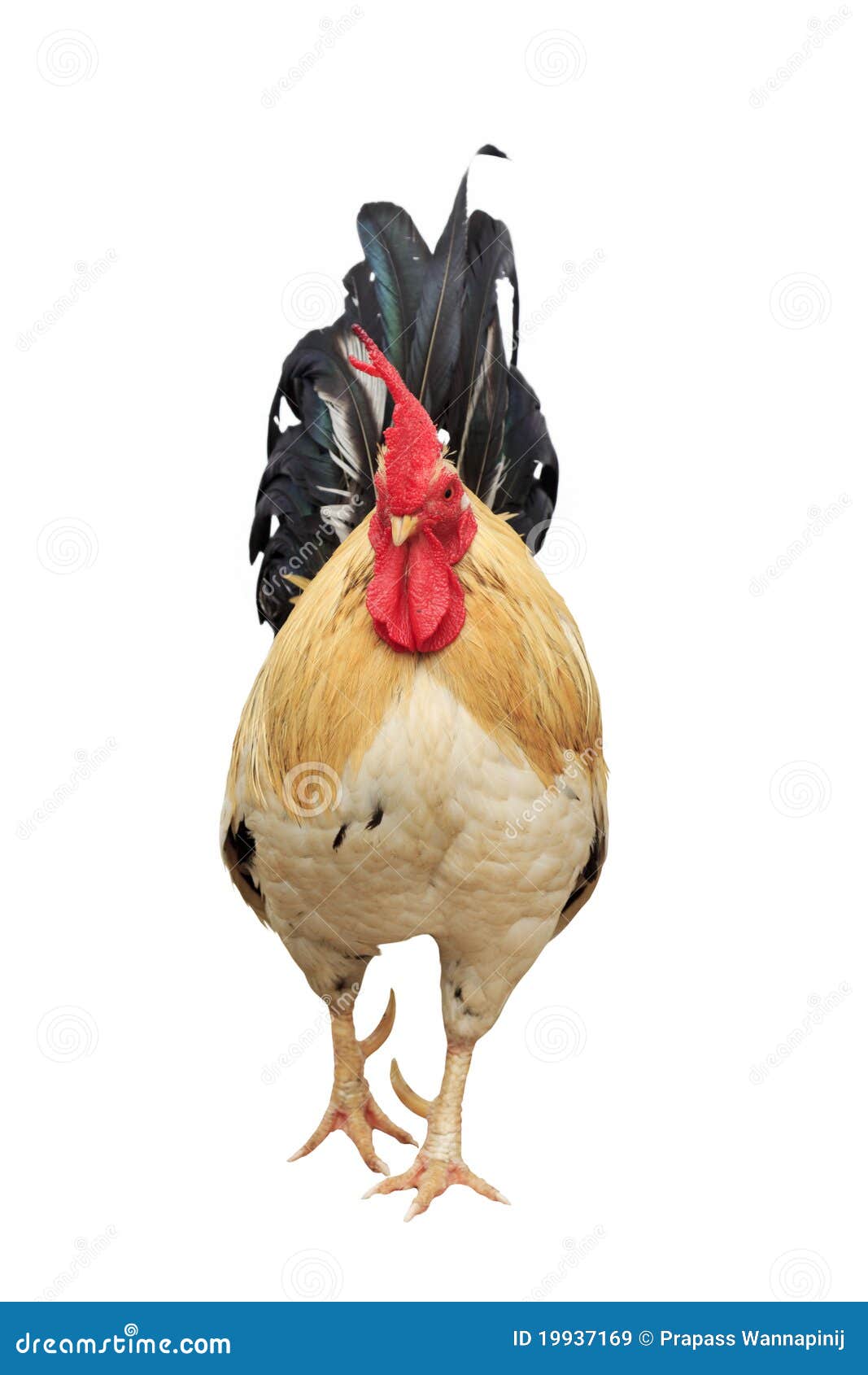 Thailand Male Chicken Rooster Isolated Stock Image Image of chicken