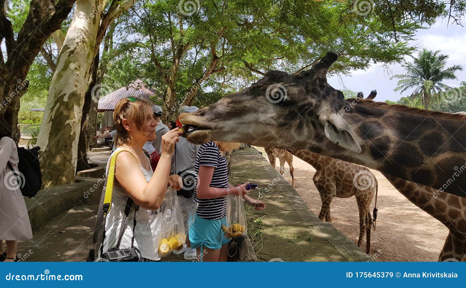 Zoo visitors feed giraffes editorial stock image. Image of dinosaur