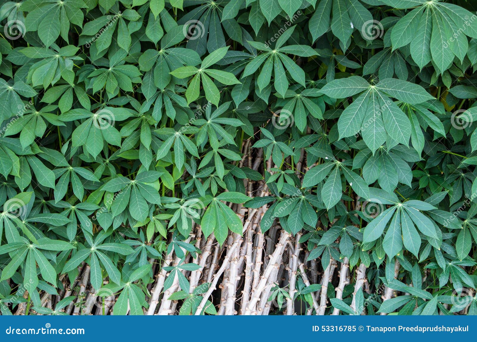Thailand plants stock image. Image of fresh, healthy 53316785