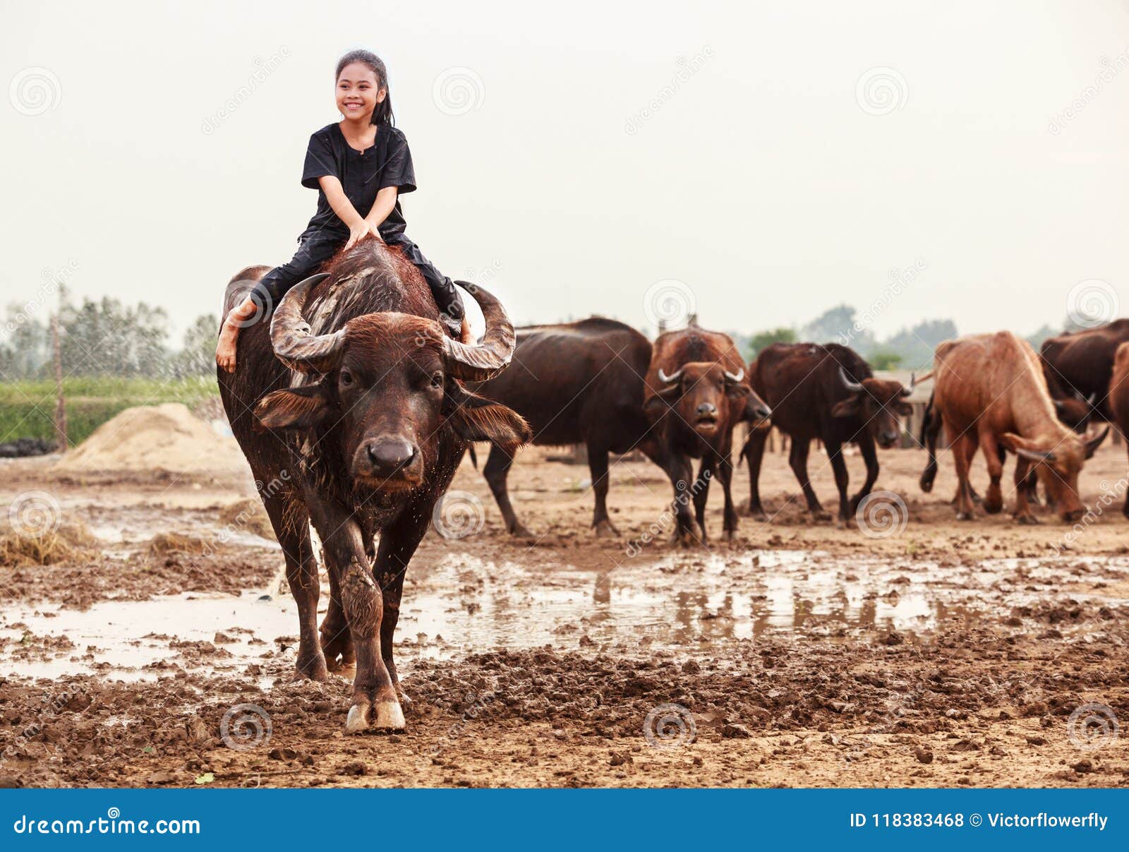 Afskedigelse sort Havanemone 606 Riding Buffalo Photos - Free & Royalty-Free Stock Photos from Dreamstime