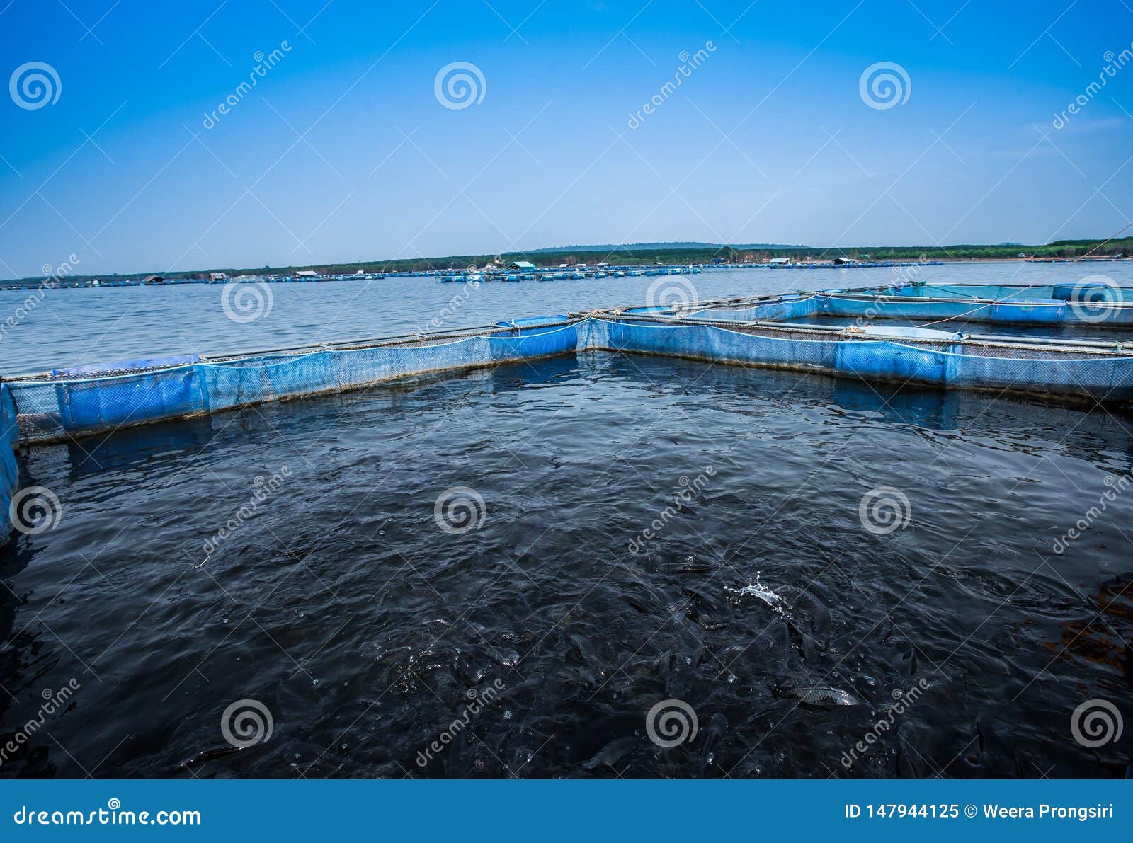 Thailand, Tilapia, Farm, Aquaculture, Fish Stock Image - Image of