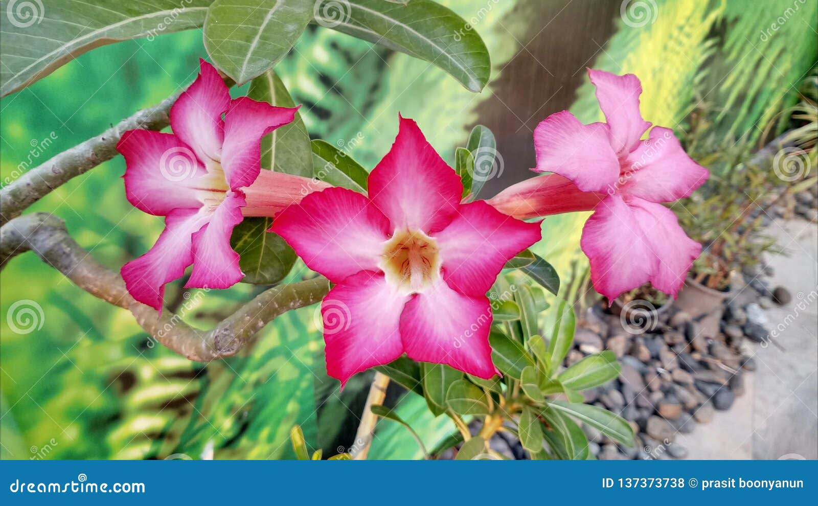 Thailand tropical flowers stock photo. Image of nature 137373738
