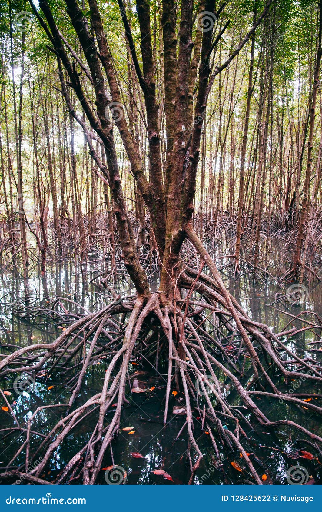 Thailand Tropical Mangrove Swamp Forest With Exotic Tree Stock