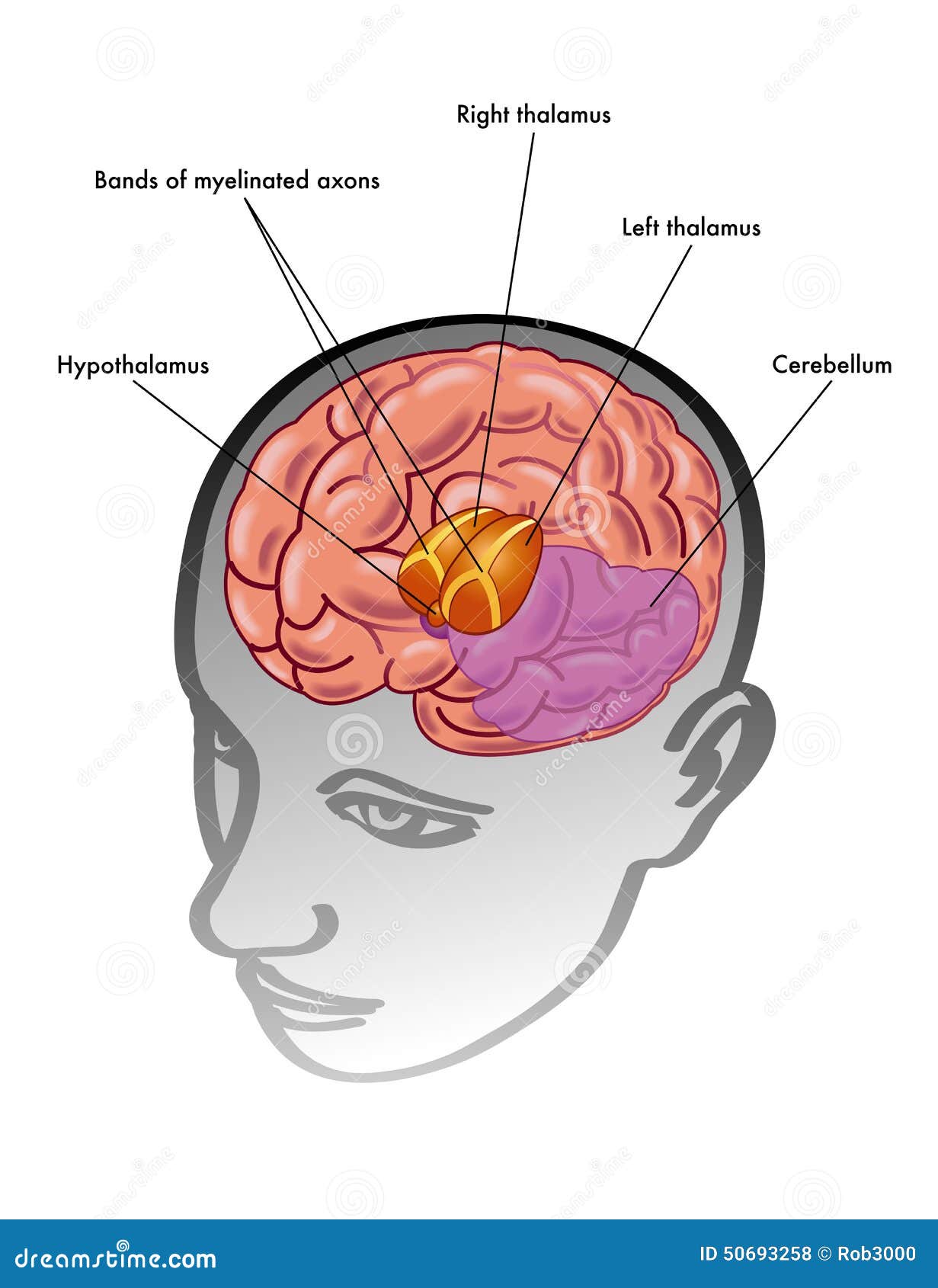 Thalamus And Hypothalamus Diagram Biology Diagrams