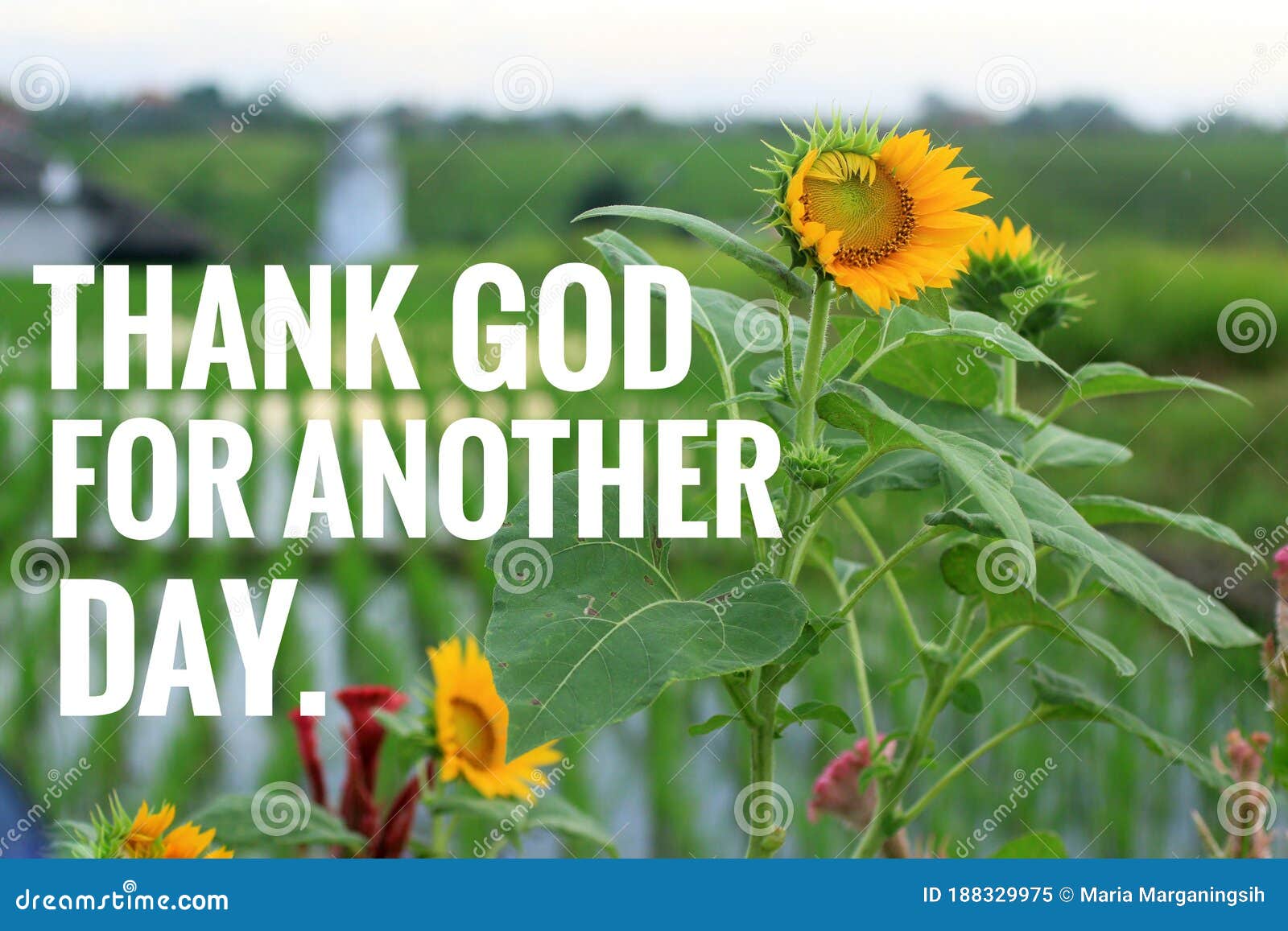 Thankful Inspirational Quote - Thank God For Another Day. Welcoming New Day  With Grateful Heart Concept With Sunflower Blossom. Stock Image - Image Of  Flowers, Inspirational: 188329975