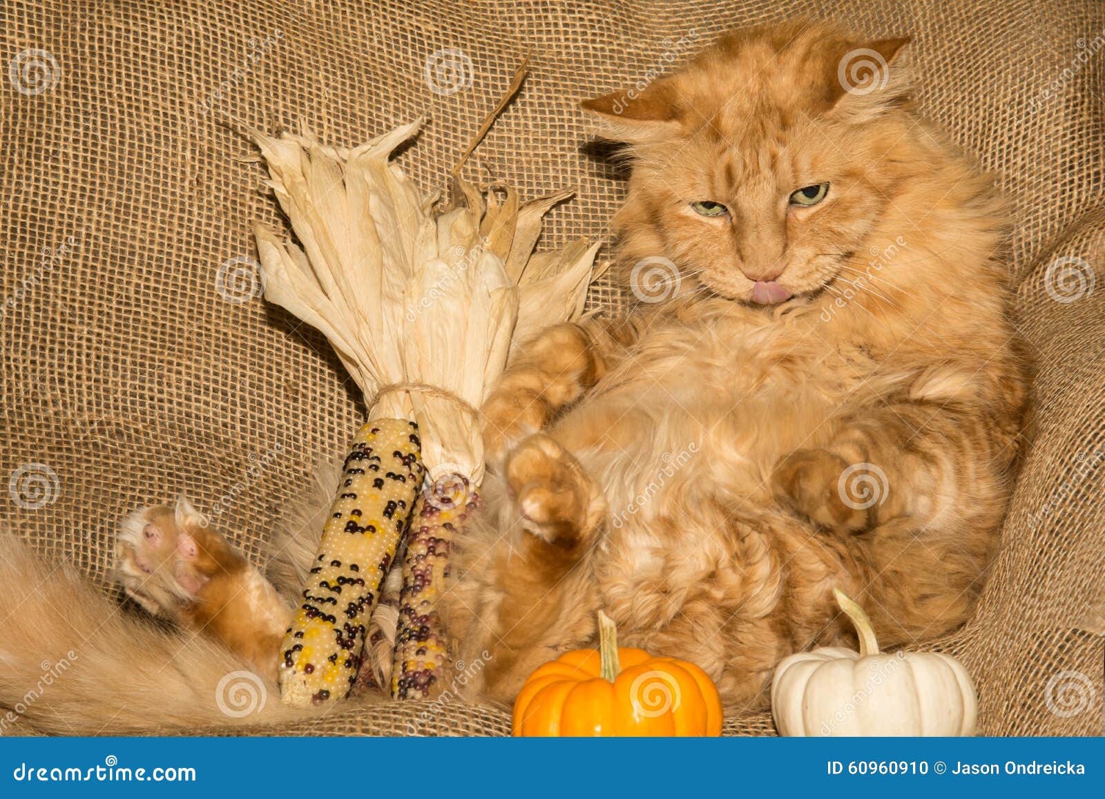 Thanksgiving Cat stock photo. Image of burlap, holidays - 60960910