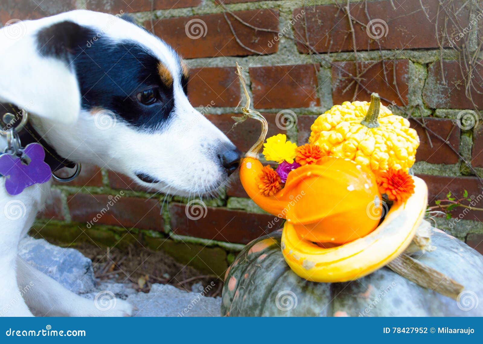 thanksgiving dog sniffs pumpkin and flower centerpiece