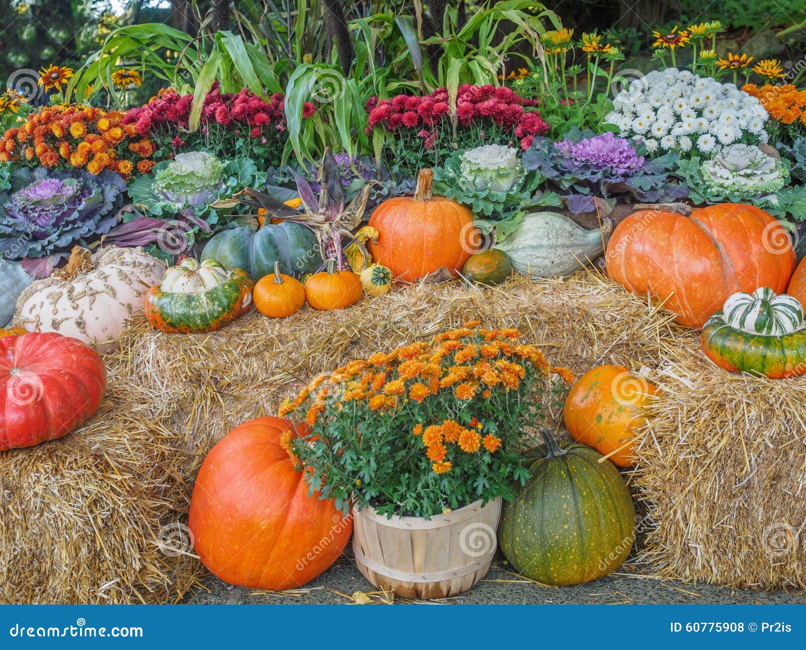 Thanksgiving Produce Display Stock Photo Image of outside, halloween