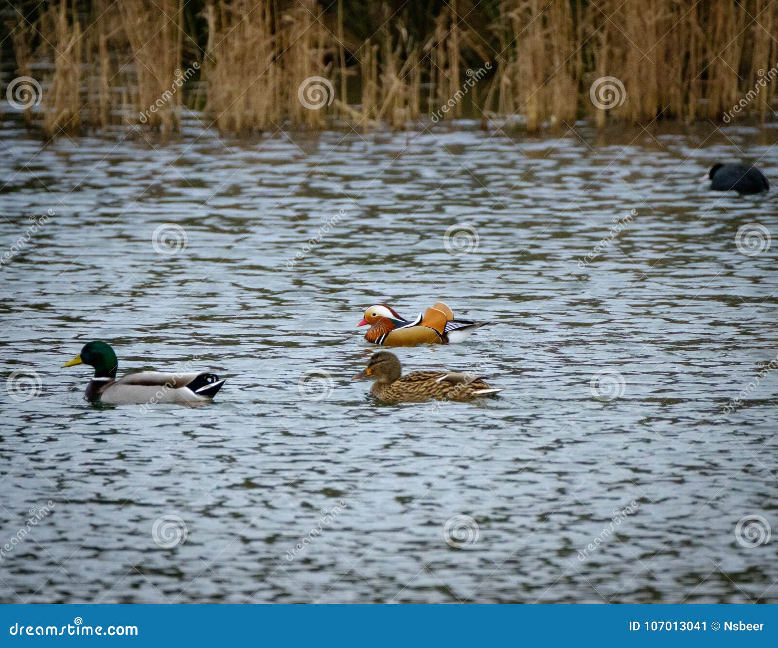 British Duck Identification Chart