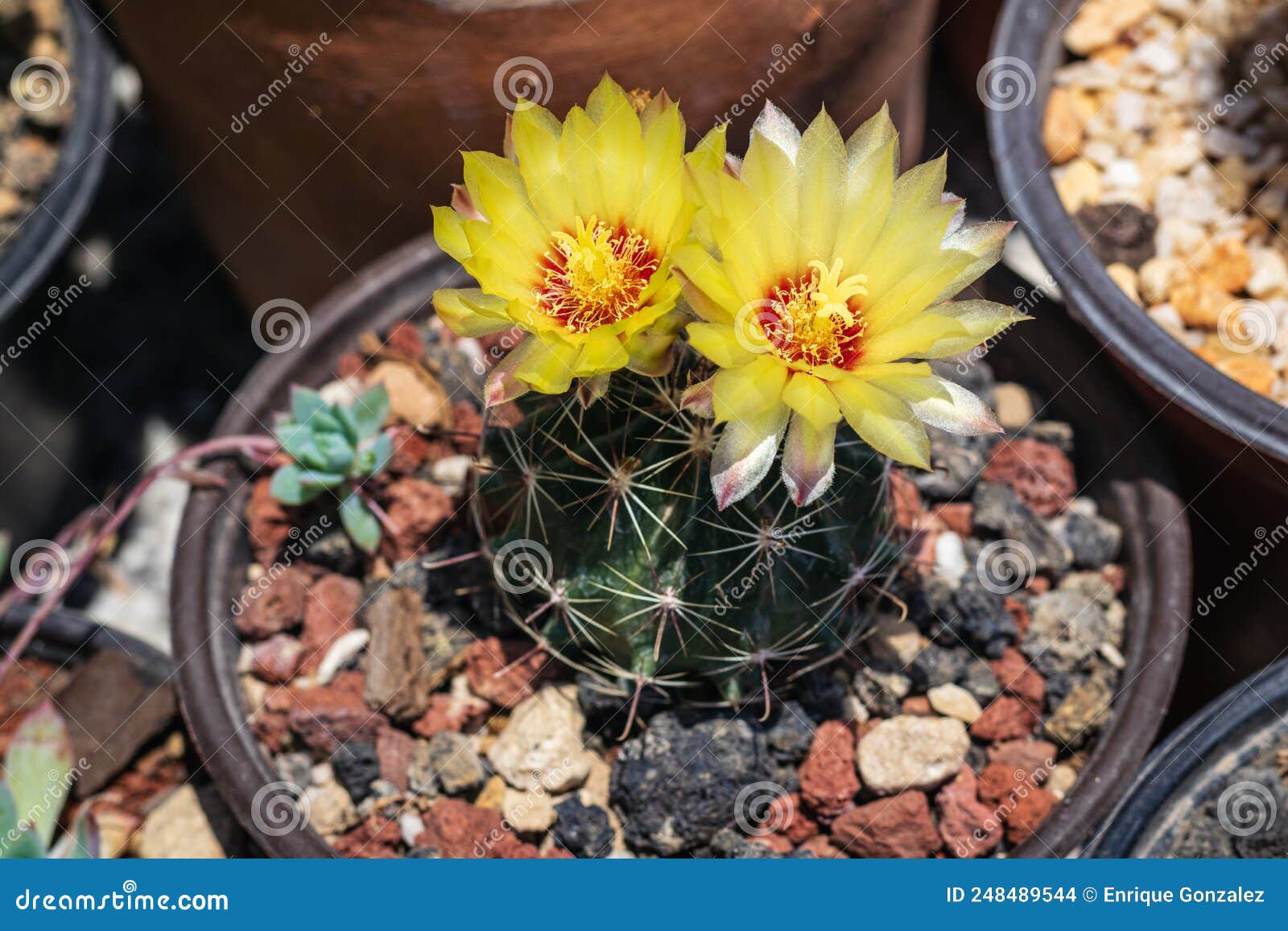 thelocactus setispinus flowers