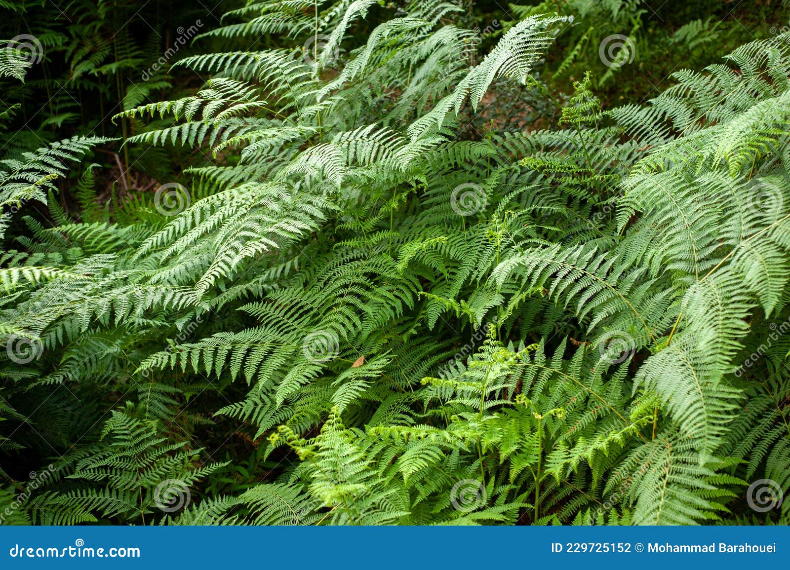 thelypteris palustris, fern in in nature