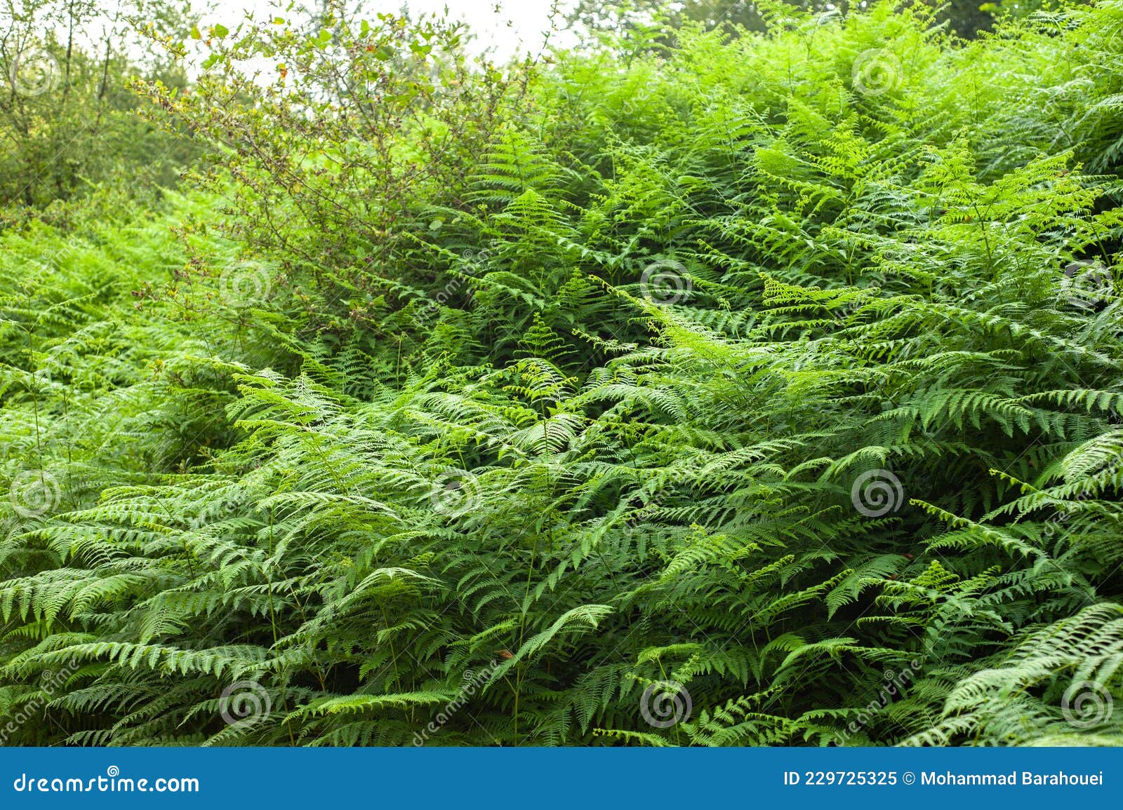 thelypteris palustris, fern in in nature