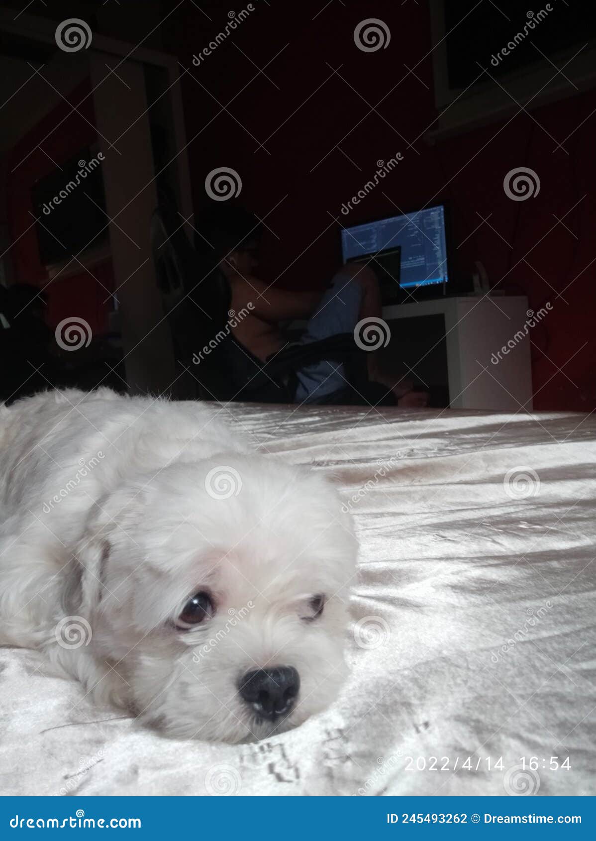 Theo dog love baby stock photo. Image of baby, theo 245493262